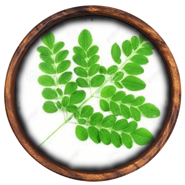 Moringa Leaves